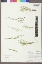 Houstonia acerosa var. polypremoides image