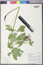 Thermopsis montana var. montana image