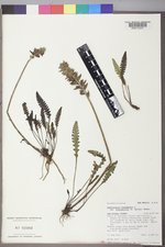 Pedicularis canadensis var. fluviatilis image