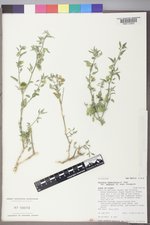 Physalis hederifolia var. fendleri image