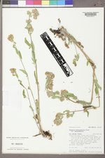 Phacelia heterophylla image