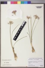 Allium perdulce var. perdulce image