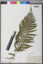 Athyrium asplenioides var. californicum image