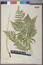 Pteridium aquilinum var. latiusculum image