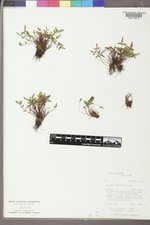 Pellaea glabella var. occidentalis image
