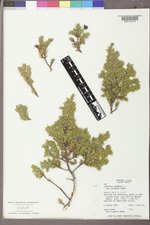 Juniperus communis var. depressa image