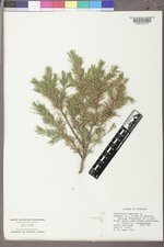 Juniperus communis var. depressa image