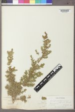 Juniperus communis var. depressa image