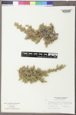 Juniperus communis var. depressa image