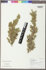 Juniperus communis var. depressa image