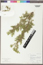 Juniperus communis var. depressa image