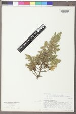 Juniperus communis var. depressa image