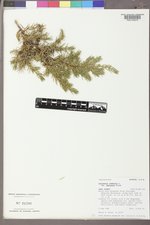 Juniperus communis var. depressa image