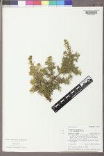 Juniperus communis var. depressa image