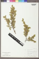 Juniperus communis var. depressa image