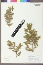 Juniperus communis var. depressa image