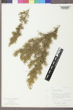 Juniperus communis var. depressa image