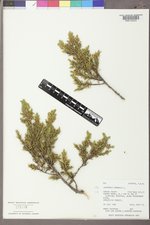 Juniperus communis var. depressa image