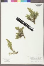 Juniperus communis var. depressa image