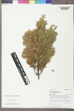 Juniperus communis var. depressa image