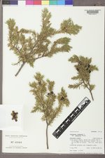 Juniperus communis var. depressa image