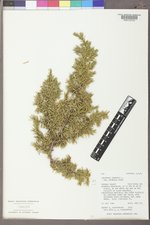 Juniperus communis var. depressa image