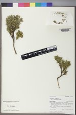 Juniperus communis var. depressa image