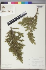 Juniperus communis var. depressa image