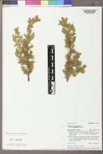 Juniperus communis var. depressa image