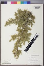 Juniperus communis var. depressa image