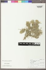 Abies bifolia image