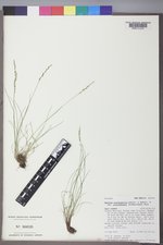 Festuca brachyphylla subsp. coloradensis image