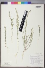 Chenopodium atrovirens image