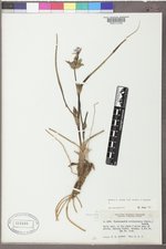 Tradescantia occidentalis var. occidentalis image