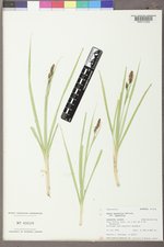 Carex aquatilis var. aquatilis image