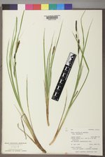 Carex aquatilis var. aquatilis image