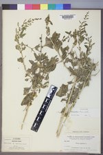Chenopodium overi image