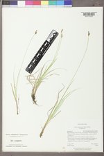 Carex brunnescens var. brunnescens image