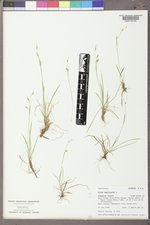 Carex capillaris image