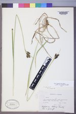 Carex epapillosa image