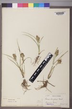 Carex douglasii image