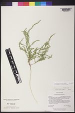 Corispermum americanum image