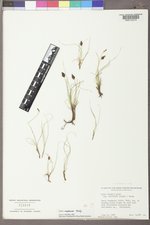 Carex engelmannii image