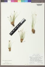 Carex elynoides image