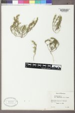 Salsola tragus image