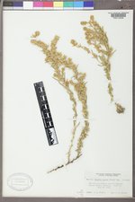 Krascheninnikovia lanata image