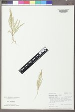 Salicornia rubra image