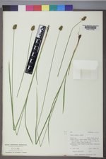 Carex hoodii image