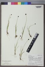 Carex illota image