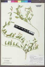 Convolvulus arvensis image